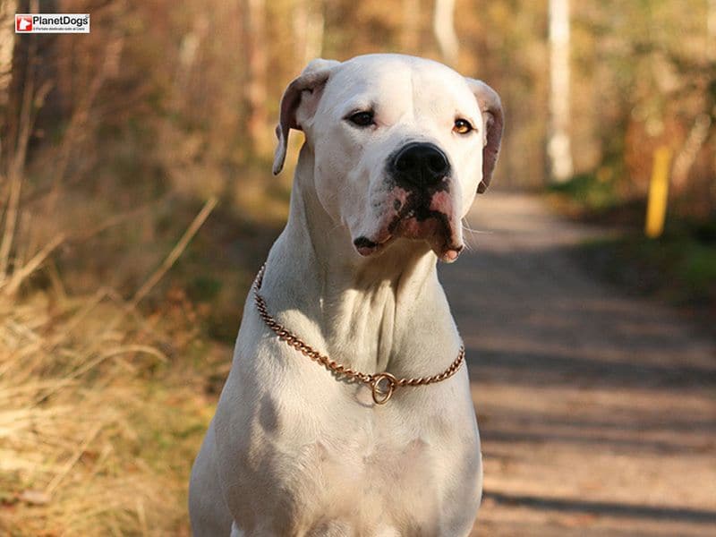 آرژانتينو دوگو