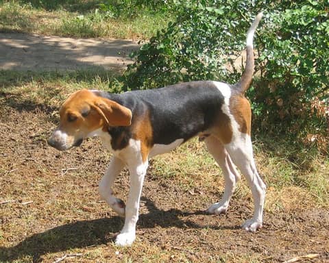 تريينگ واکر کونهوند