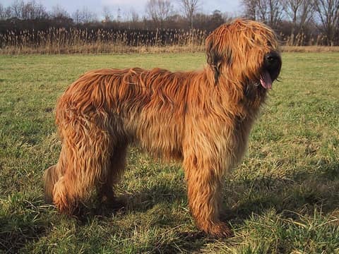 بريارد